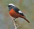 Краснобрюхая горихвостка фото (Phoenicurus erythrogaster) - изображение №2617 onbird.ru.<br>Источник: www.birdquest-tours.com